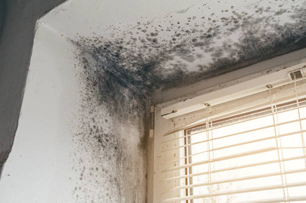 Affordable Mold Removal solutions in Moncure, NC